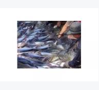 Xuất Khẩu Cá Tra Có Thể Đạt 2 Tỷ USD Trong Năm 2012