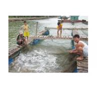 Thí Điểm Nuôi Cá Lồng Bè Ở Hồ Thủy Điện Sông Tranh 2 Ở Quảng Nam