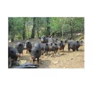 Phát Triển Lợn Đen Lai Lợn Rừng Ở Thôn 7 Thống Nhất Tuyên Quang