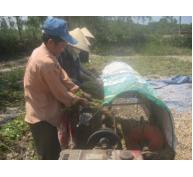 Cây Đậu Phụng Trên Đất Bình Thuận