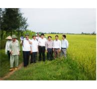 Hội Thảo Đánh Giá Mô Hình Thử Nghiệm Giống Lúa Chịu Mặn Ở Thái Bình
