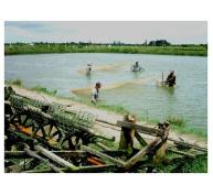 Đồng Bằng Sông Cửu Long Tôm “Chết Yểu”, Thiệt Hại Tiền Tỷ