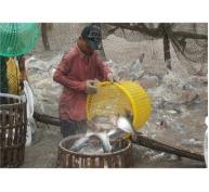 4 Tháng Đầu Năm, Đồng Bằng Sông Cửu Long Thu Hoạch Hơn 250.000 Tấn Cá Tra