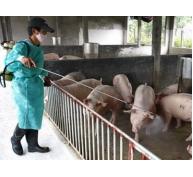 Gia Bình (Bắc Ninh) Chủ Động Phòng Chống Dịch Tai Xanh Bảo Vệ Đàn Lợn