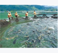 Bảo Lâm (Lâm Đồng) Nuôi Cá Nước Lạnh Kết Hợp Quản Lý Bảo Vệ Rừng
