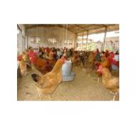 Chăn nuôi đảm bảo vệ sinh môi trường với đệm lót sinh học