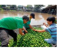 Nông dân phấn khởi do giá chanh tăng cao