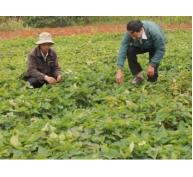 Quy hoạch vùng sản xuất để nâng cao chất lượng khoai lang
