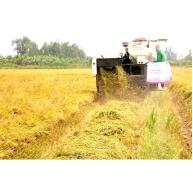 Năng suất lúa vụ đông xuân ở Nông Sơn giảm 3,5 tạ/ha