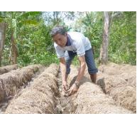 Kiên Giang tăng thu nhập từ trồng nấm theo mô hình sản xuất công nghiệp khép kín