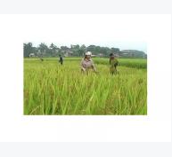 Yên Lập năng suất lúa chiêm xuân ước đạt trên 55 tạ/ha