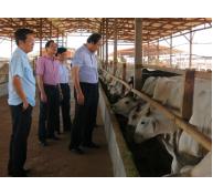 Bí thư tỉnh ủy quyết nuôi bò