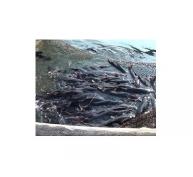 Quảng Ninh nuôi cá lăng trong lồng trên hồ chứa