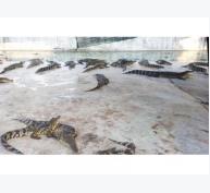 Ồ ạt nuôi cá sấu ở Đồng Nai