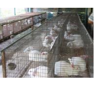 Doanh nghiệp bao tiêu 15 nghìn con thỏ/tháng