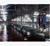 Phù Cát (Bình Định) phát triển kinh tế thủy sản