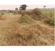 Phân ủ bằng rơm giúp nâng cao năng suất lúa