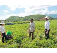 Lời giải nào cho phát triển cây sắn bền vững tại Dak Lak?