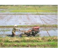 Phú Ninh sơ kết vụ sản xuất đông xuân