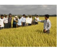 Sản xuất lúa theo tiêu chuẩn VietGap kết quả bước đầu ở cánh đồng mẫu Buôn Choáh 