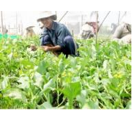 Hướng mở cho vùng sản xuất rau VietGAP