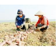 Đua trồng khoai lang, nông dân lỗ nặng