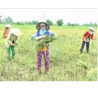 Nông dân huyện Cao Lãnh thu hoạch mè có lãi cao