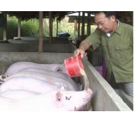 Mô hình trang trại chăn nuôi lợn thịt trị giá 4 tỷ đồng