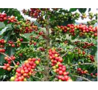 Nhiều loại rệp gây hại trên cây cà phê