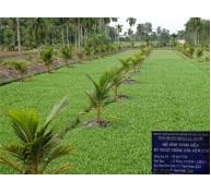 Lượng giá mô hình trình diễn trồng dừa xiêm lùn tại Quận 12 (TP.HCM)