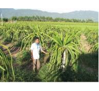Hàm Thuận Nam (Bình Thuận) mở các đợt cao điểm phòng chống bệnh đốm nâu trên cây thanh long