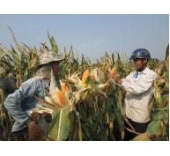 Nông dân Bến Cầu (Tây Ninh) trúng mùa bắp