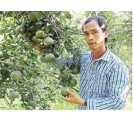 Kỹ sư về quê trồng cam kiếm tiền tỉ