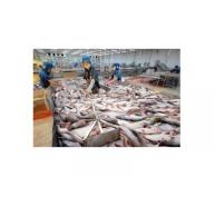 Miễn đăng ký hợp đồng xuất khẩu với lô hàng mẫu cá tra