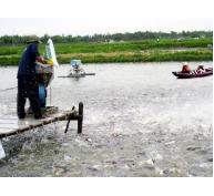 Phú Yên tăng cường quản lý ao nuôi thủy sản mùa nắng nóng