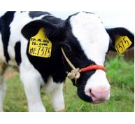 Bụi từ các trại chăn nuôi bò sữa không có khả năng gây nguy hiểm cho cộng đồng sinh sống gần đó