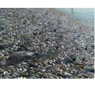 Bình Thuận sớm ngăn chặn tình trạng cá chết hàng loạt