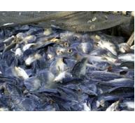 Hoa Kỳ cảnh báo hai doanh nghiệp cá da trơn Việt Nam