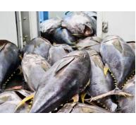 Cá ngừ đại dương rớt giá, ngư dân Khánh Hòa khó khăn
