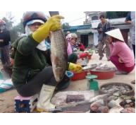 Cá rò ùa về cửa biển Thuận An
