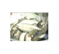 Cá thát lát thương phẩm giảm hơn 10.000 đồng/kg