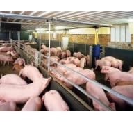 Thương lái Trung Quốc xả kho hàng đông lạnh, dừng mua lợn từ Việt Nam