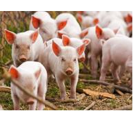 Chế phẩm sinh học giúp giảm tác nhân gây bệnh cho lợn con