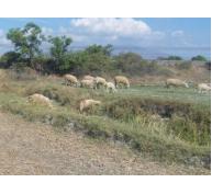 Cừu Ninh Thuận rớt giá thảm, chỉ bằng nửa năm trước