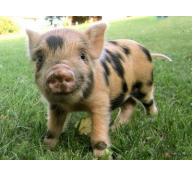 Đại học Missouri lai tạo giống lợn kháng lại virut gây Hội chứng hô hấp và sinh sản