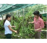 Quảng Ninh thu hút đầu tư vào nông nghiệp