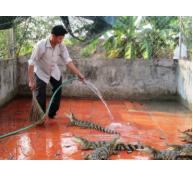 Giá cá sấu U Minh rớt thảm