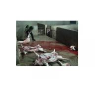 Thành Phố Hồ Chí Minh quy hoạch hoạt động giết mổ gia súc