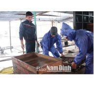 Nam Định tăng cường quản lý chất lượng giống thủy sản