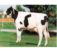 Khám phá ra đột biến quan trọng ở bò sữa